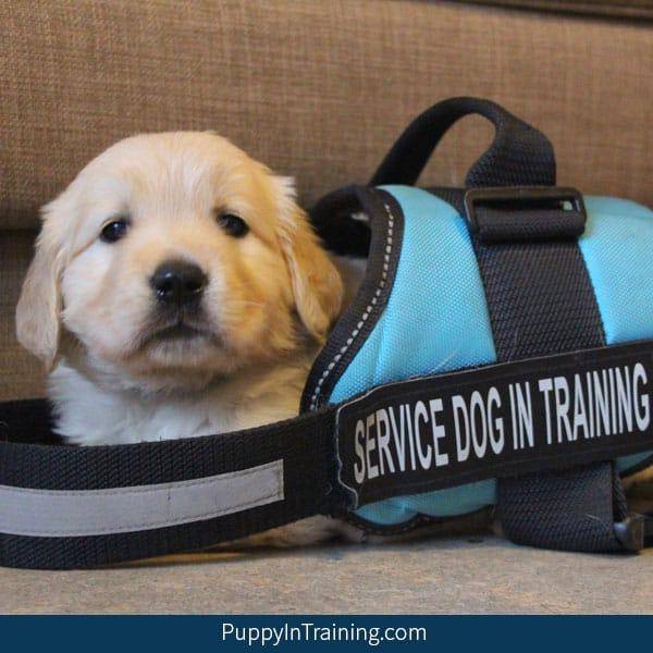 service dog training cost