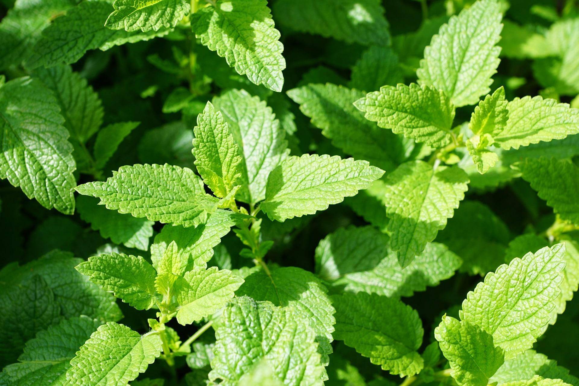 how to grow mint