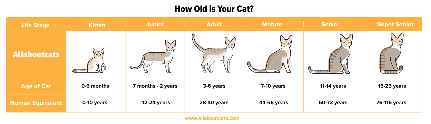 Cat Age Chart: How Old Is My Cat In Human Years? - All About Cats