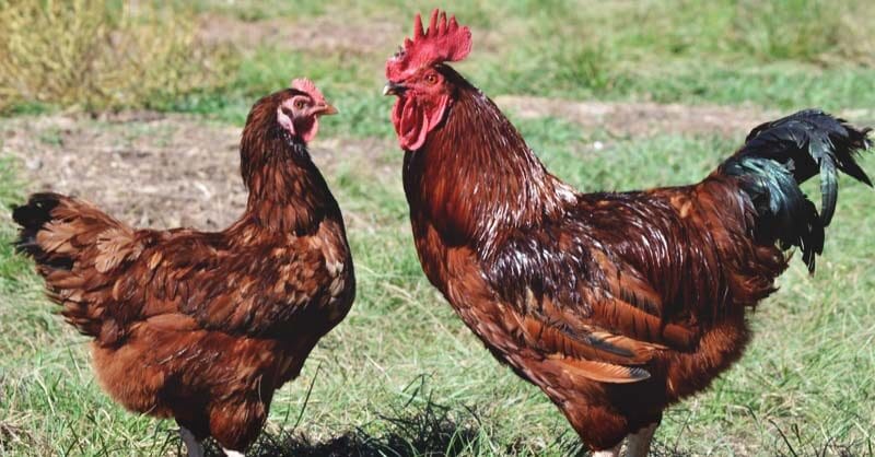 about-rhode-island-red-chickens-one-of-the-most-popular-breeds-fb-3616047