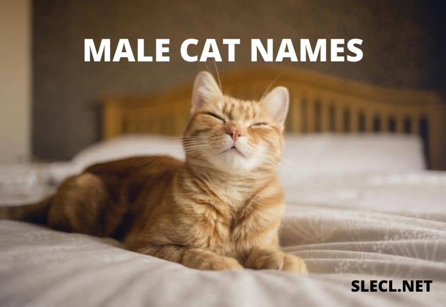 male-cat-names