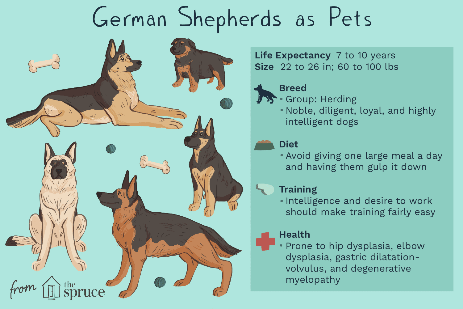German Shepherd Lifespan