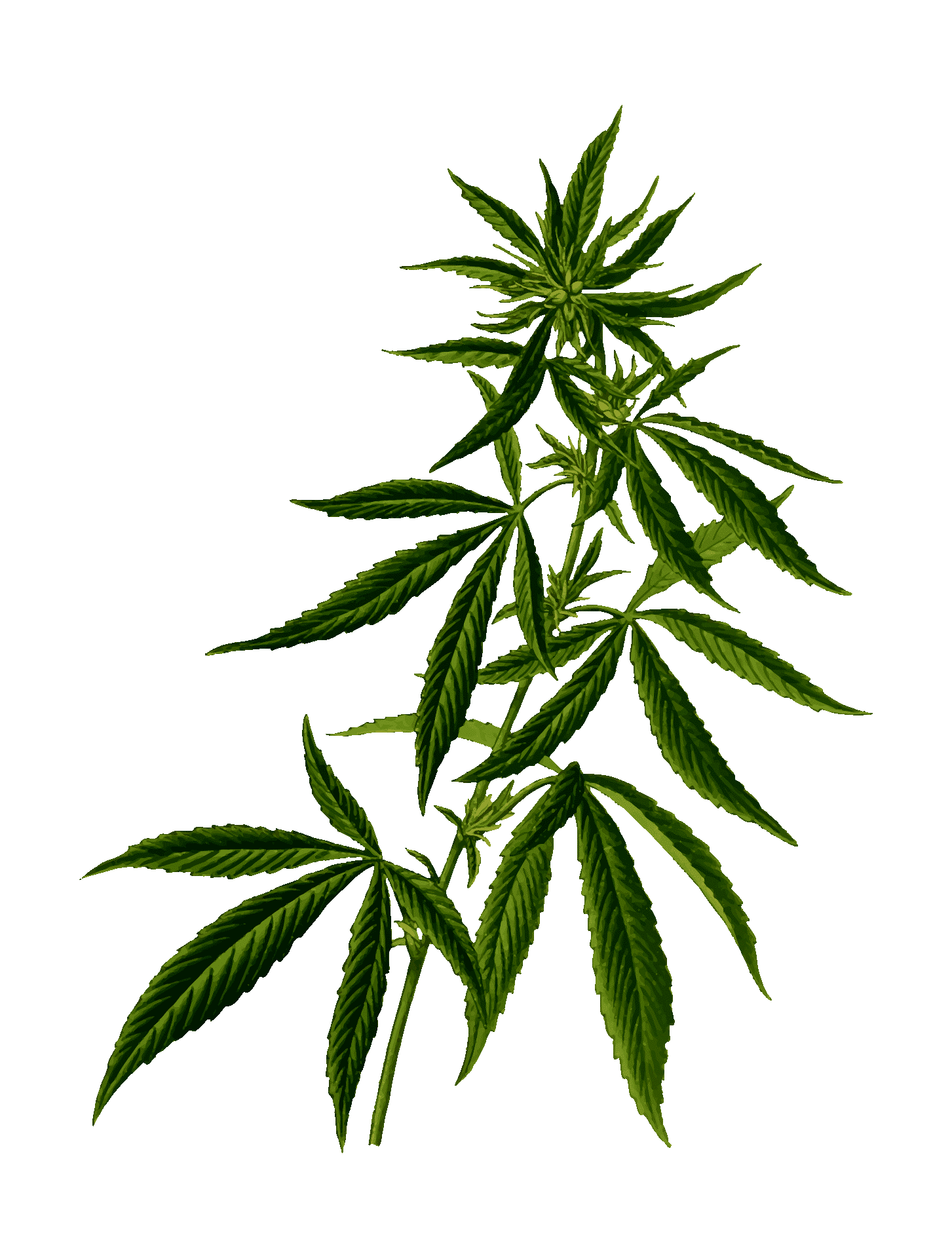 cannabis, drug, hash