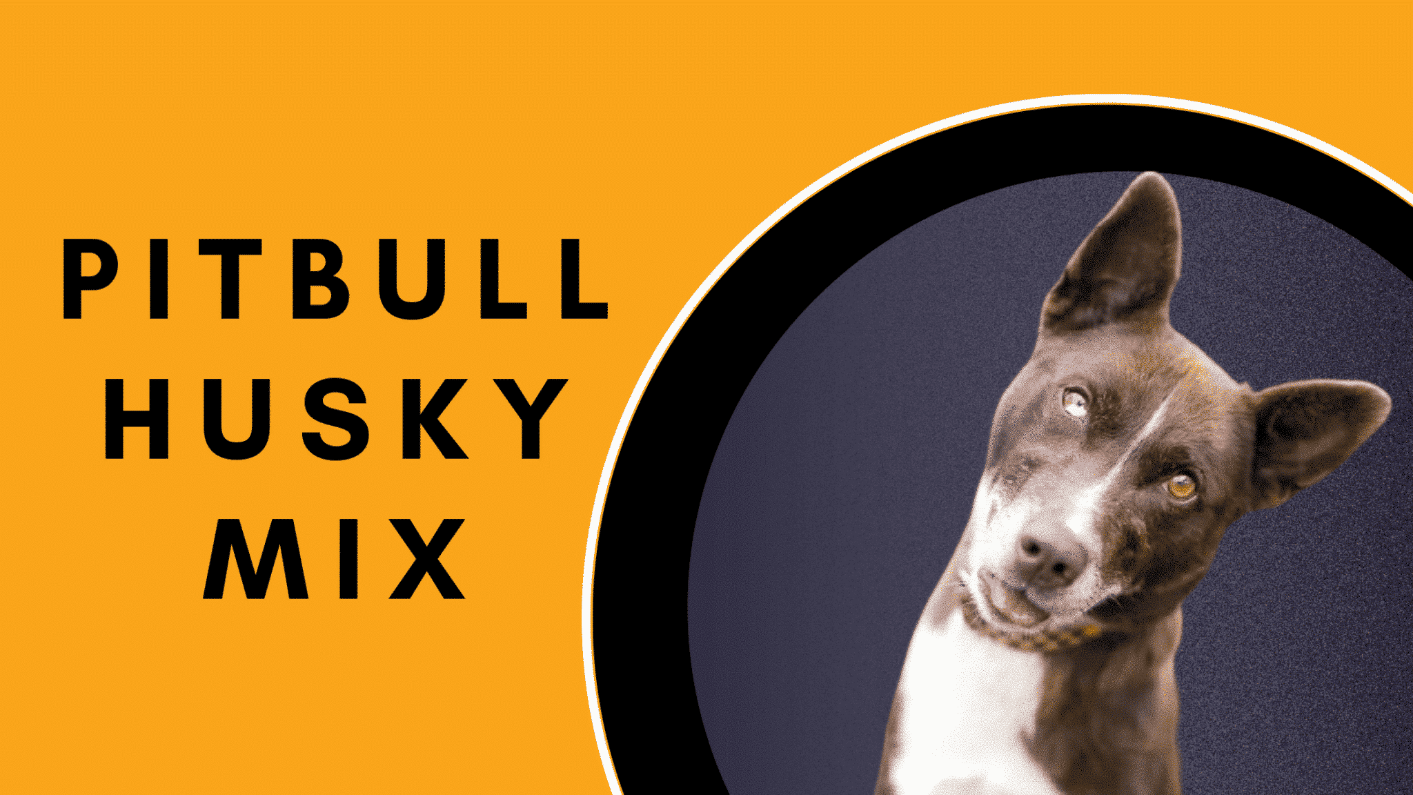 Pitbull husky mix