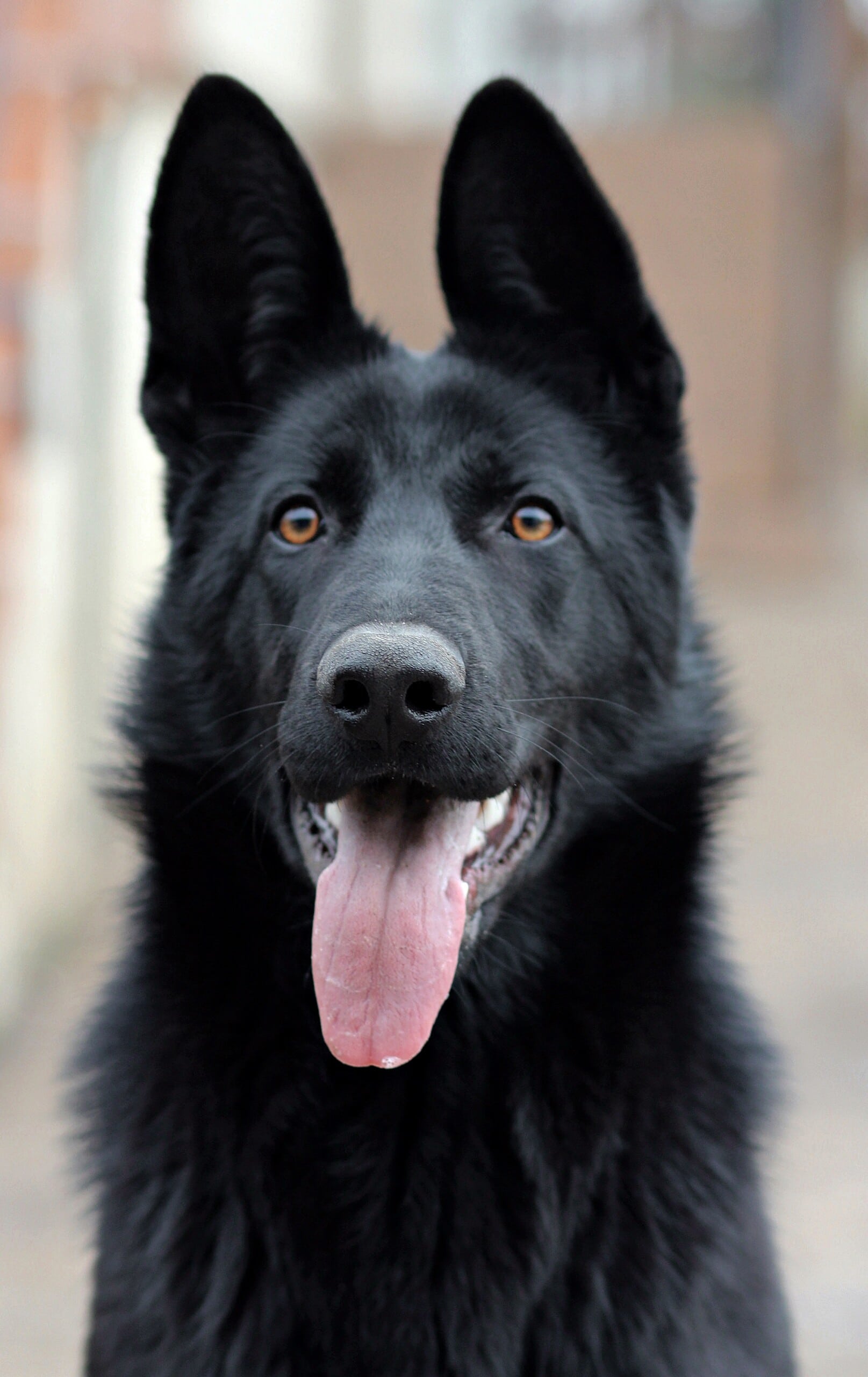 black german shepherd, dog, portrait