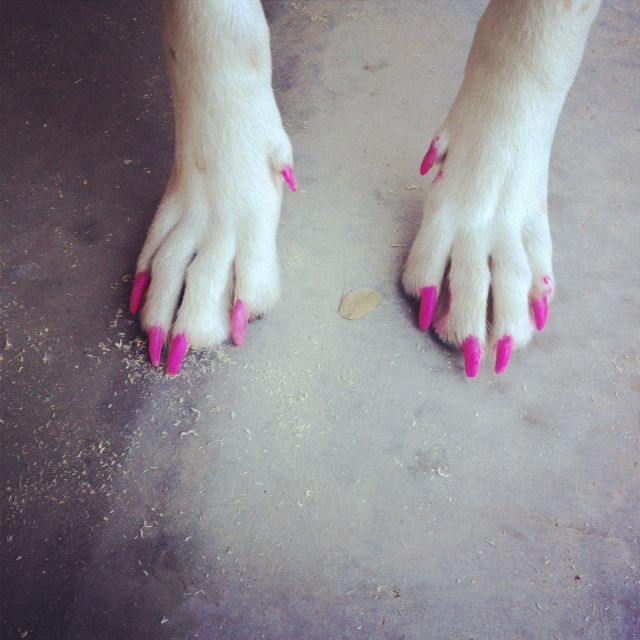 Dog Nail Polish