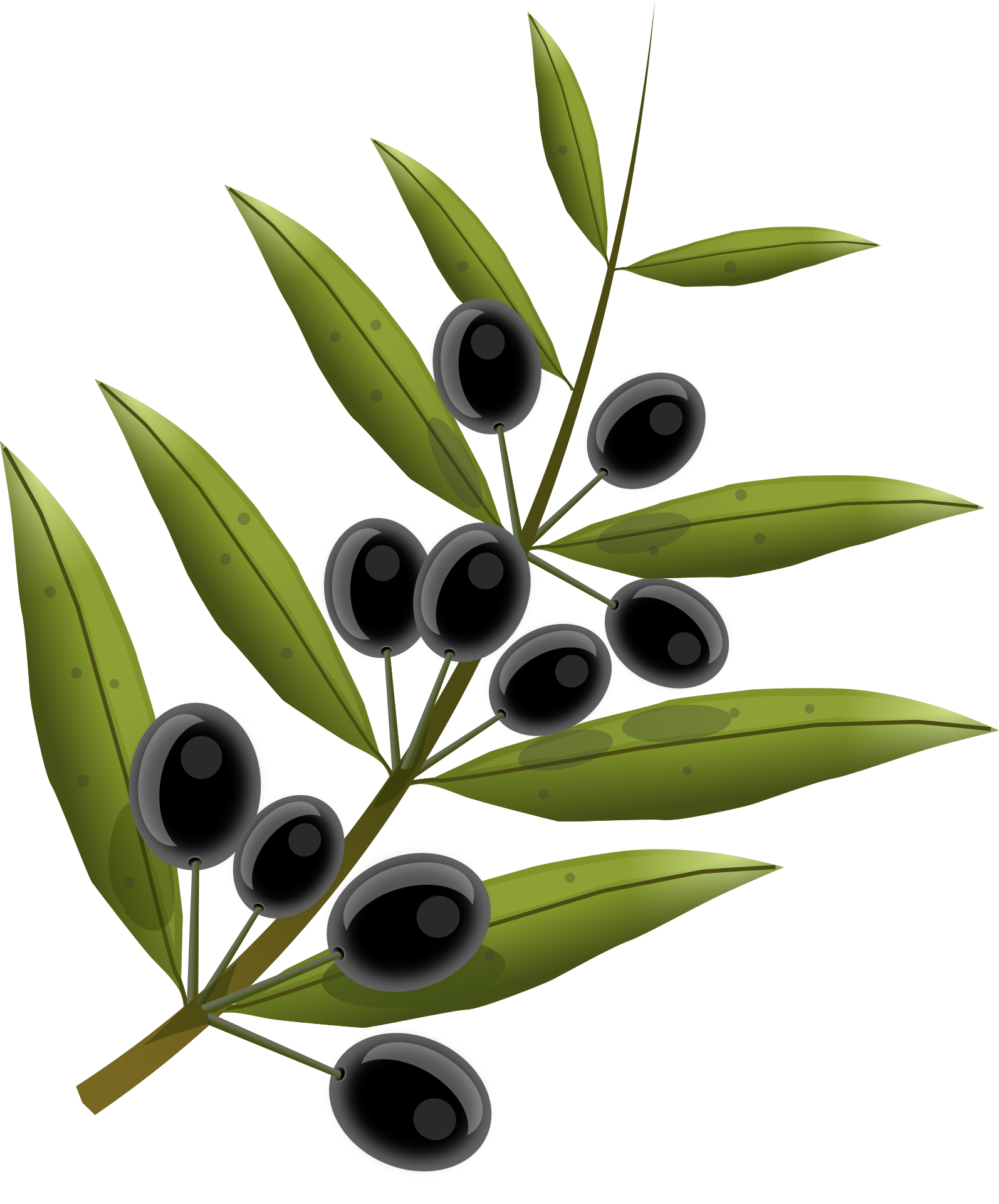 olives, fruits, olive tree