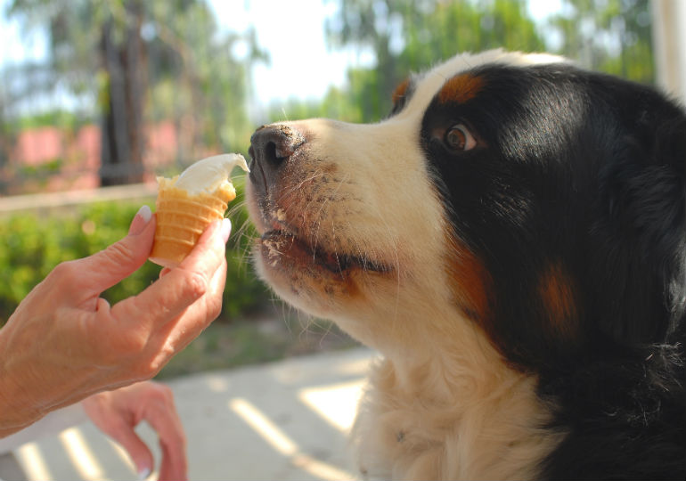 Can dogs have vanilla ice cream