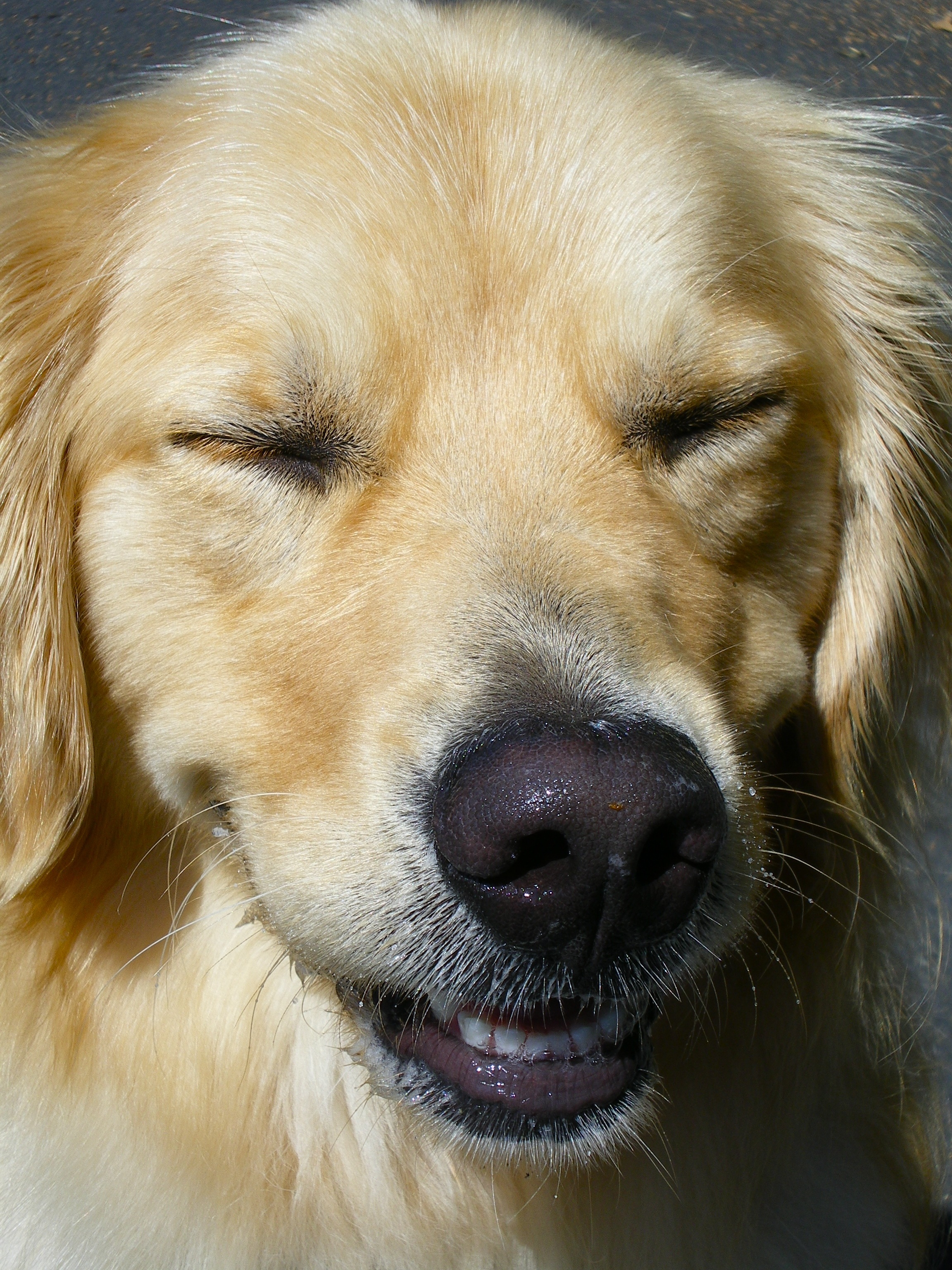 dog, golden retriever, close-up