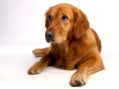golden retriever, dog, loyal to