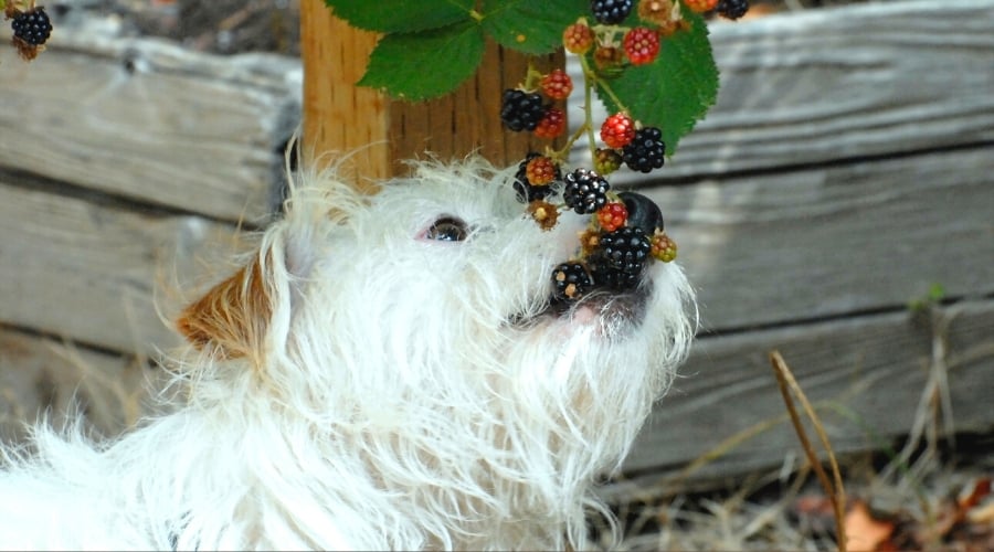 can dogs eat blackberries